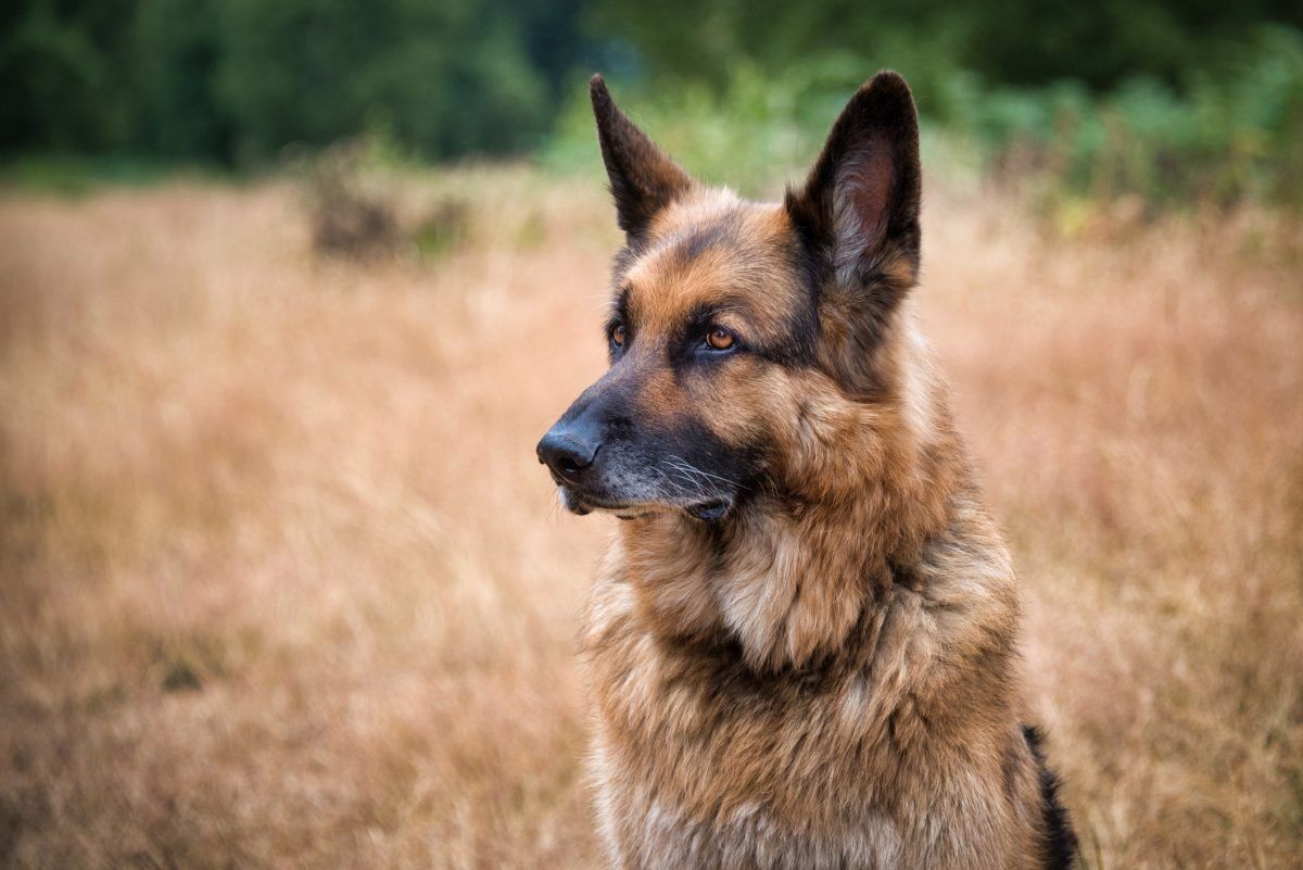 Stormy W. recommendet Girl getting fucked by german shepherd gallery best of Shepherd Girl getting gallery fucked by german