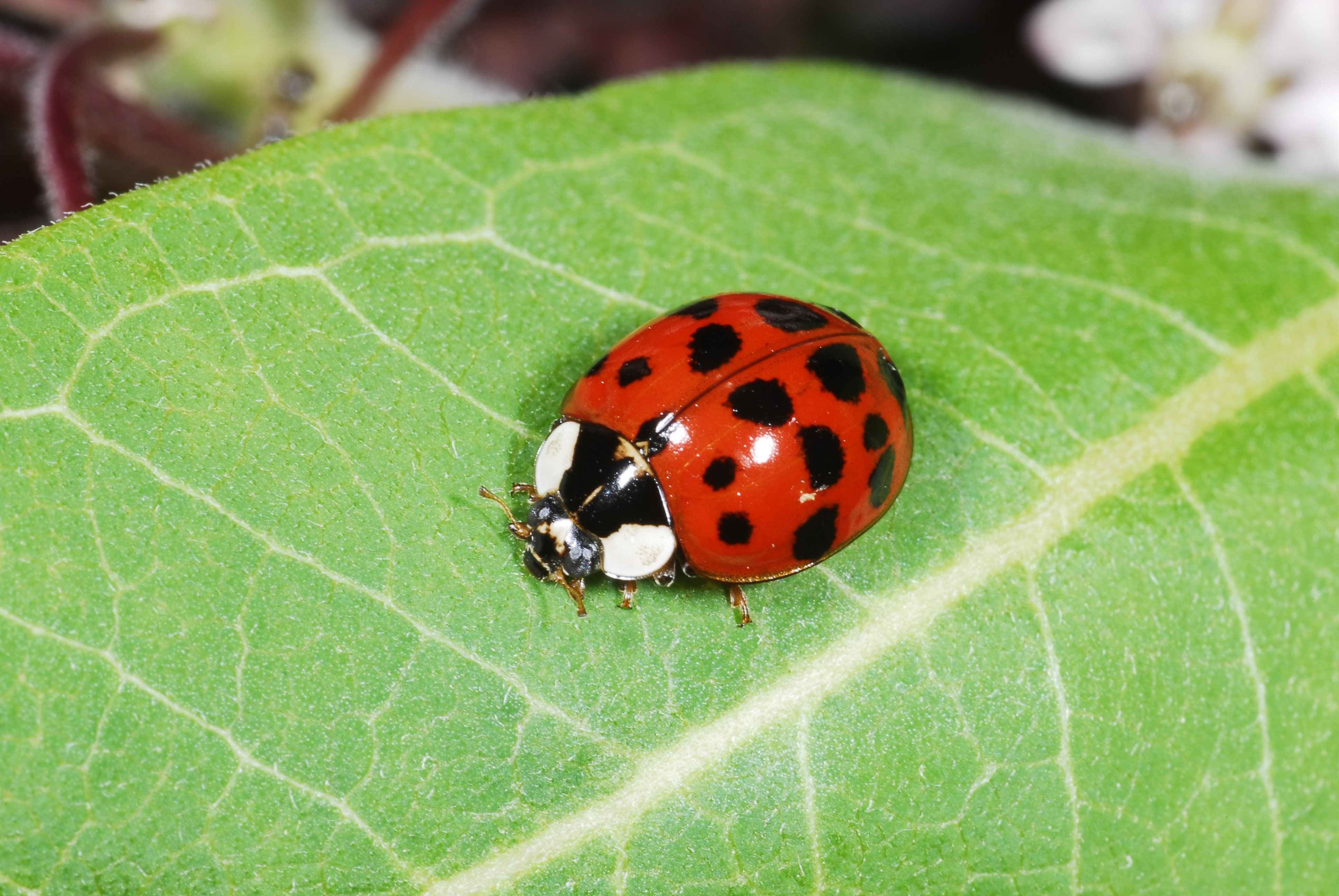 Asian lady beatle