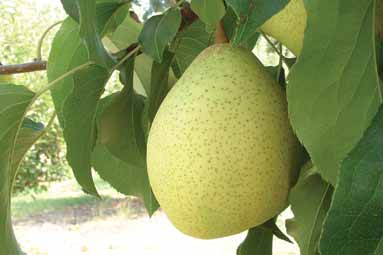 Spike recommend best of varieites Asian pear Asian pear varieites