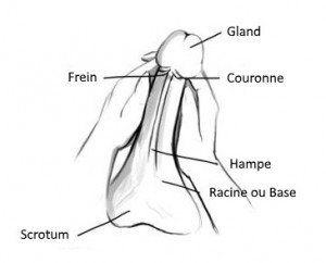 Pratique de la masturbation masculine Masturbation