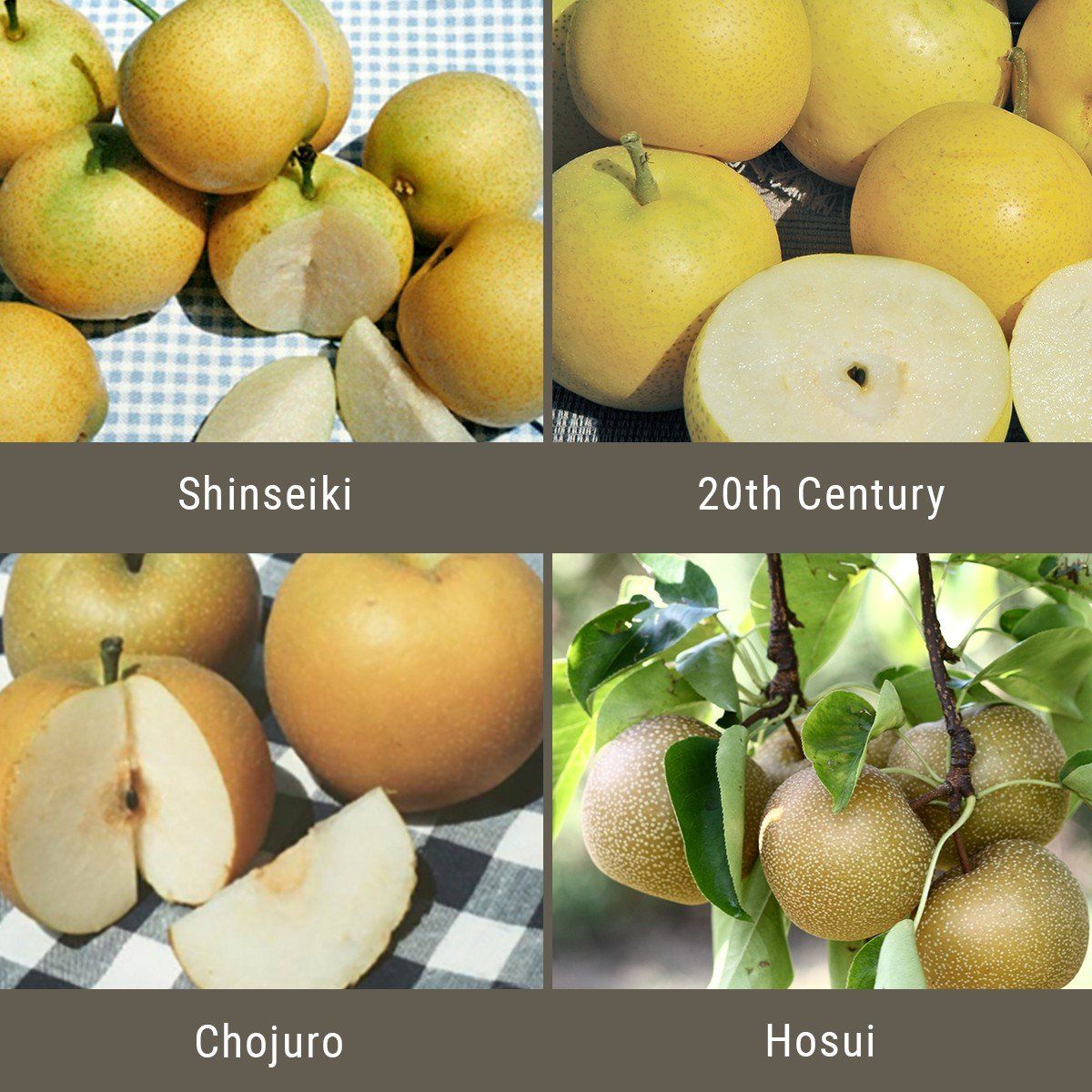 Asian pear varieites