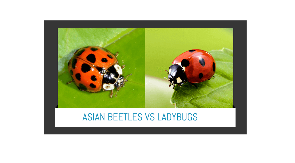best of Beatle Asian lady