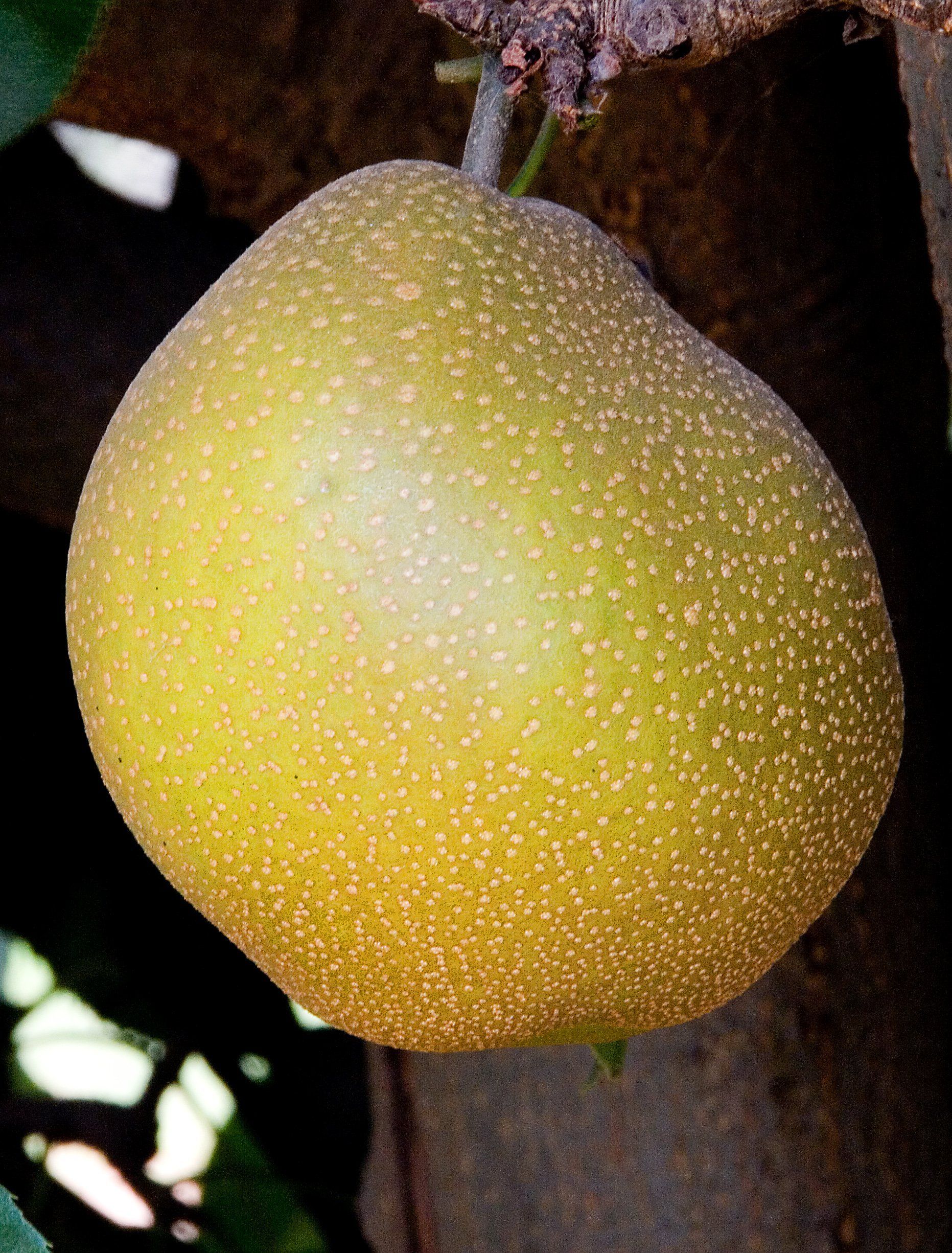 Winger recommend best of varieites Asian pear Astro reccomend Homemade boob enlarger