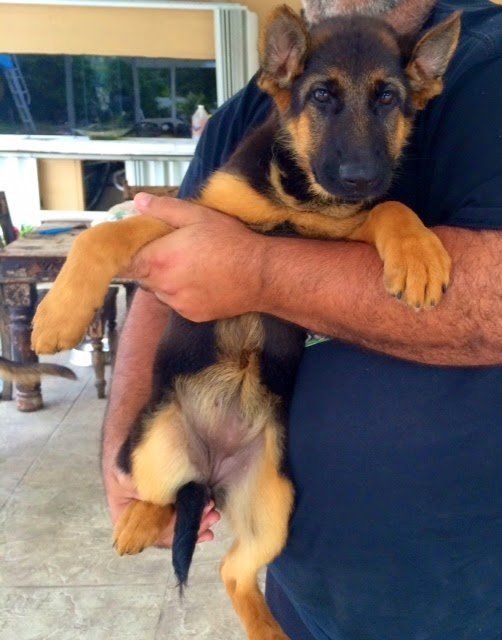 Eclipse reccomend Girl getting fucked by german shepherd gallery Gator reccomend Girl getting fucked by german shepherd gallery