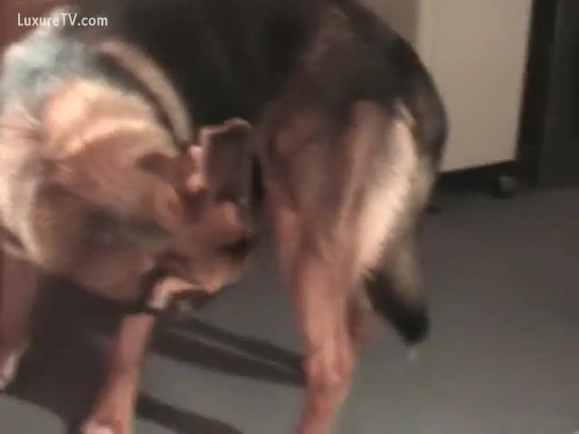 best of Shepherd Girl getting gallery fucked by german