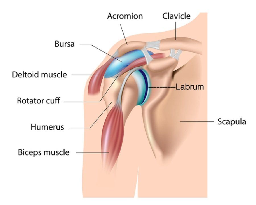 best of Rotator Shoulder cuff shaved